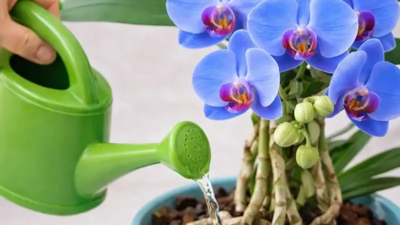 Картопляна підгодівля для орхідеї: простий спосіб стимулювати ріст і пишне цвітіння