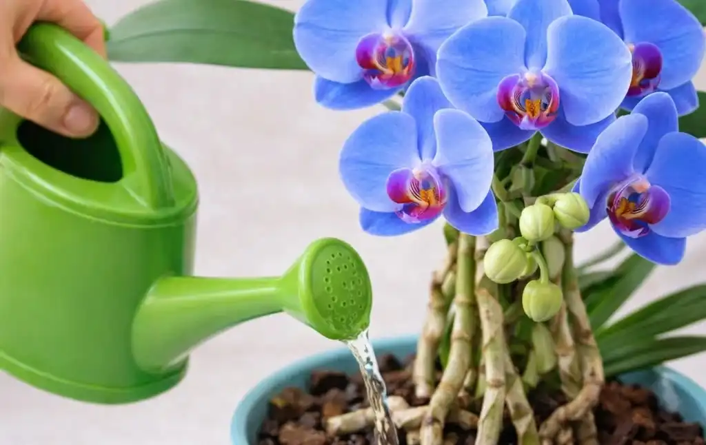 Картопляна підгодівля для орхідеї: простий спосіб стимулювати ріст і пишне цвітіння