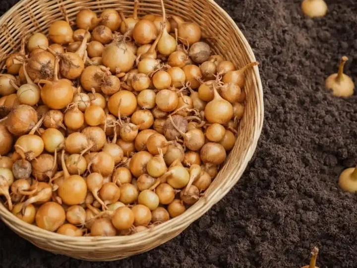 Як правильно посадити цибулю навесні, щоб не пішла в стрілку: простий секрет щедрого врожаю