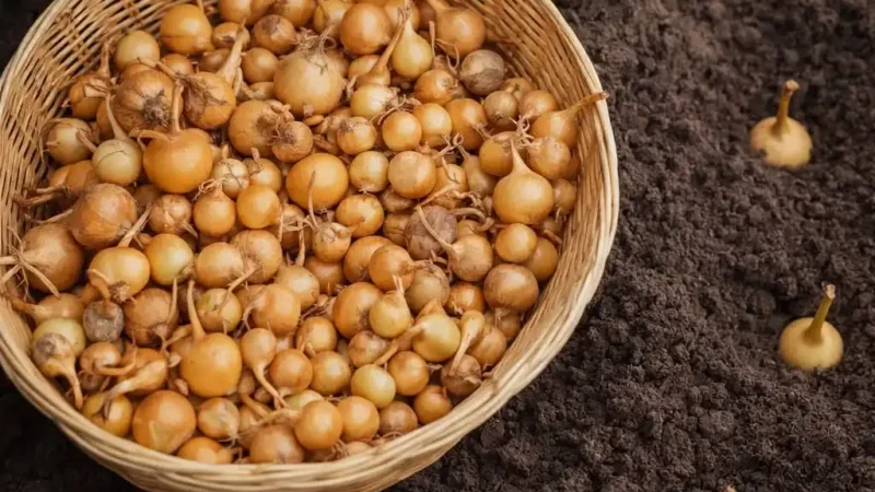 Як правильно посадити цибулю навесні, щоб не пішла в стрілку: простий секрет щедрого врожаю