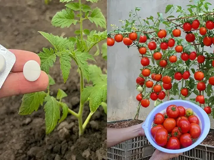 Роблю це з помідорами щороку — і врожай просто не встигаю збирати
