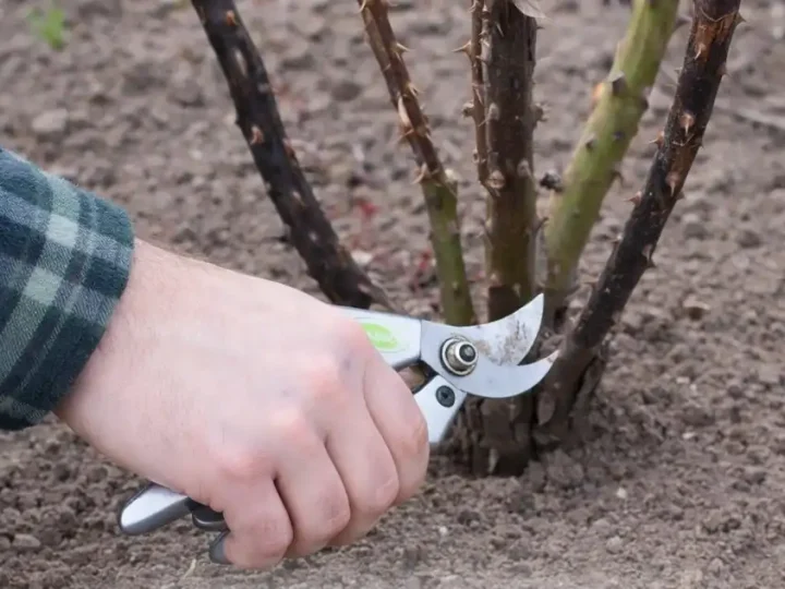 Троянди почорніли після зими: що робити, щоб врятувати кущ