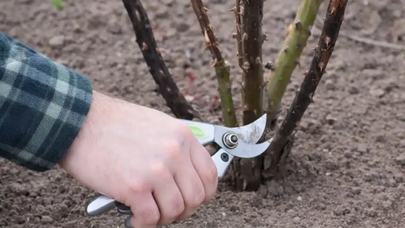 Троянди почорніли після зими: що робити, щоб врятувати кущ