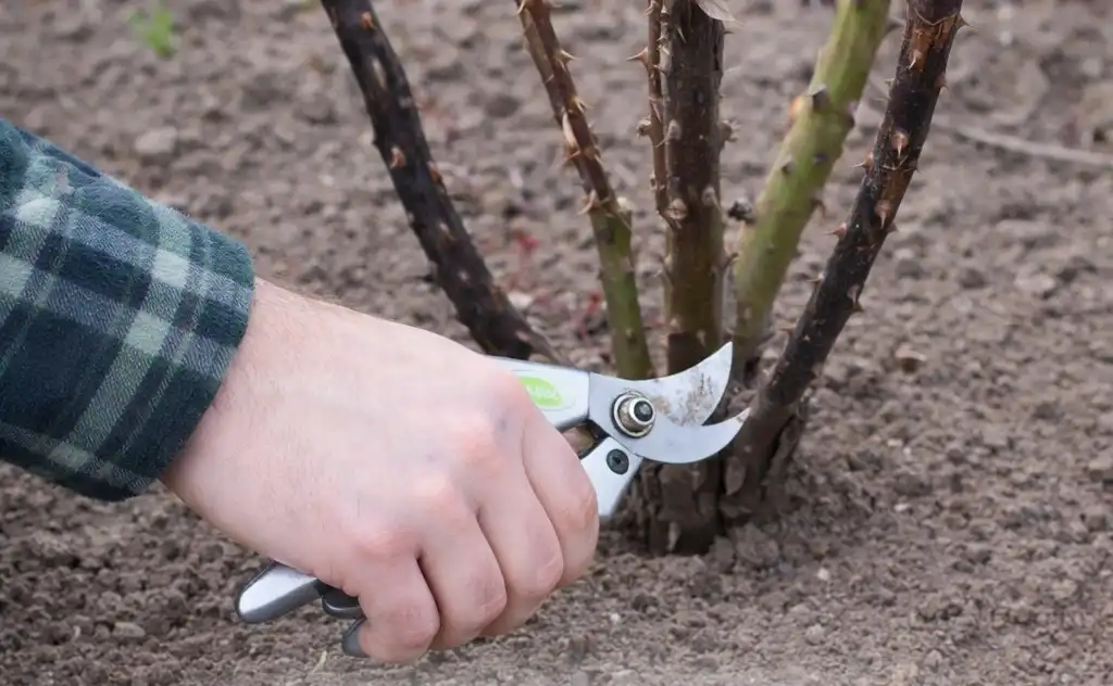 Троянди почорніли після зими: що робити, щоб врятувати кущ