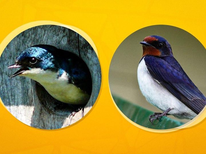 Куди в Україні поділися ластівки і чому не можна руйнувати їхні гнізда: пояснення орнітолога