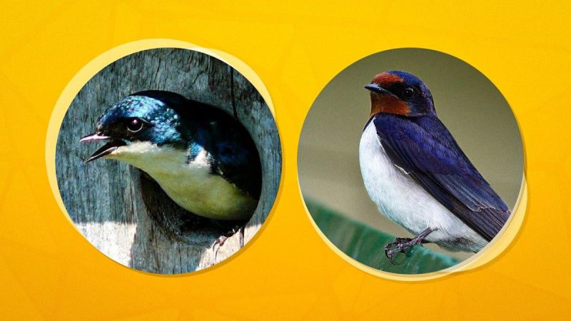 Куди в Україні поділися ластівки і чому не можна руйнувати їхні гнізда: пояснення орнітолога