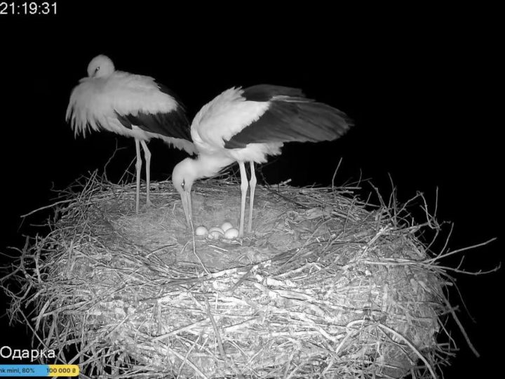 У зіркових лелек Одарки та Грицика з’явилося п’яте яйце: коли очікувати пташенят