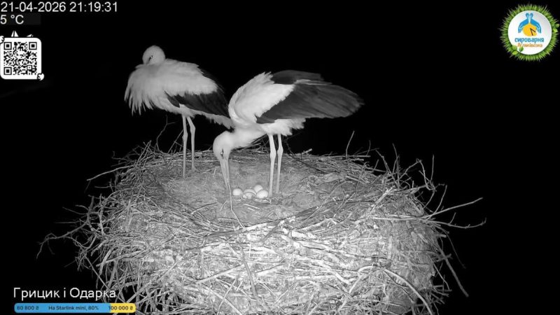 У зіркових лелек Одарки та Грицика з’явилося п’яте яйце: коли очікувати пташенят