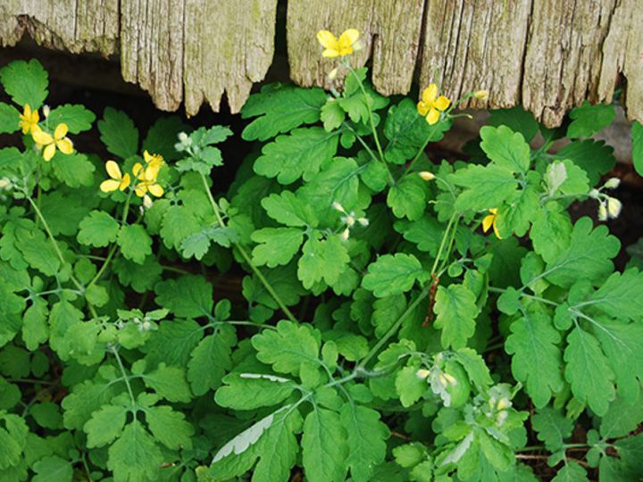 Chelidonium majus L. — чистотіл великий: властивості, застосування та застереження