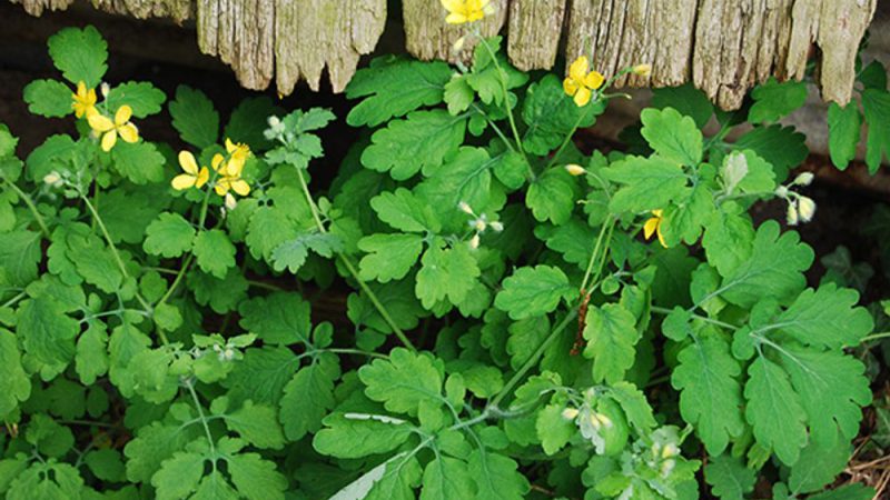 Chelidonium majus L. — чистотіл великий: властивості, застосування та застереження
