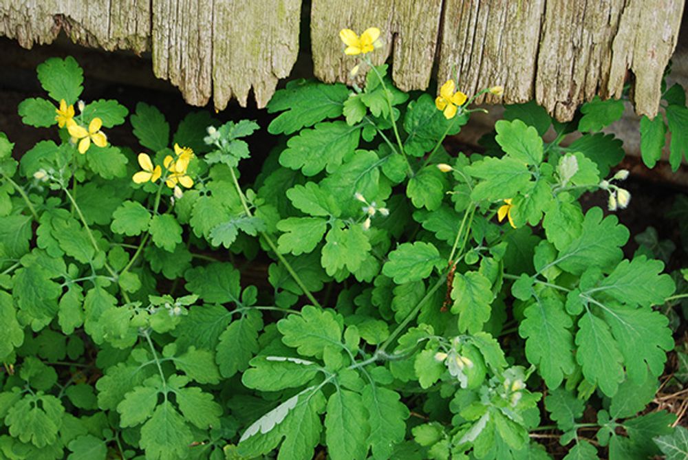 Chelidonium majus L. — чистотіл великий: властивості, застосування та застереження