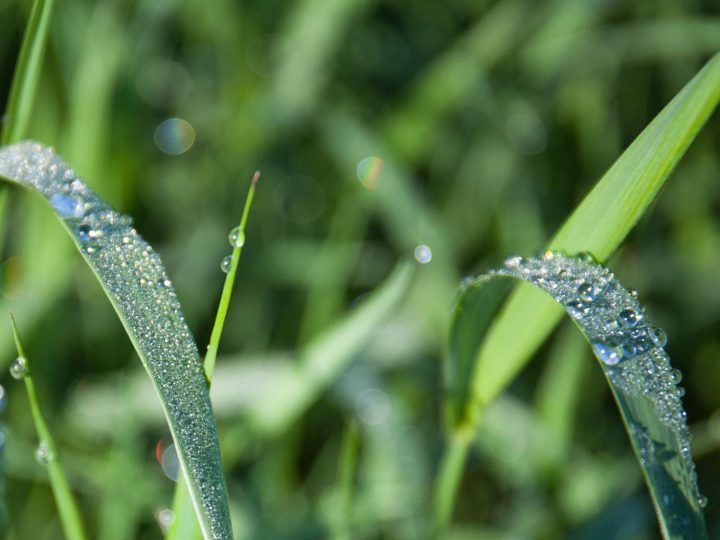 28 квітня — Максимов день. Що забороняється робити в це свято, щоб не накликати біди в дім