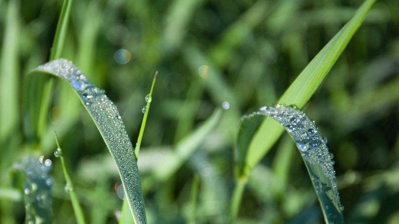 28 квітня — Максимов день. Що забороняється робити в це свято, щоб не накликати біди в дім