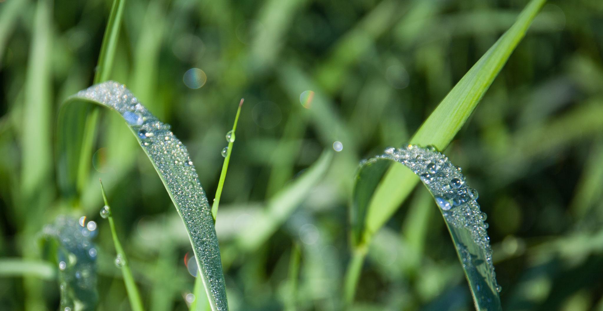 28 квітня — Максимов день. Що забороняється робити в це свято, щоб не накликати біди в дім