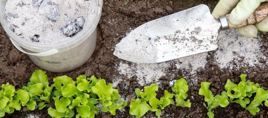 Картопля померзла: що потрібно робити, щоб відновилася