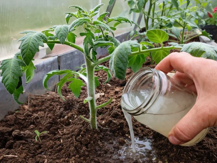 Перше підживлення томатів після пікіровки: яке саме добриво вносити та коли