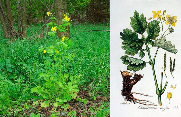 Chelidonium majus L. — Великий чистотіл: користь, застосування та запобіжні заходи