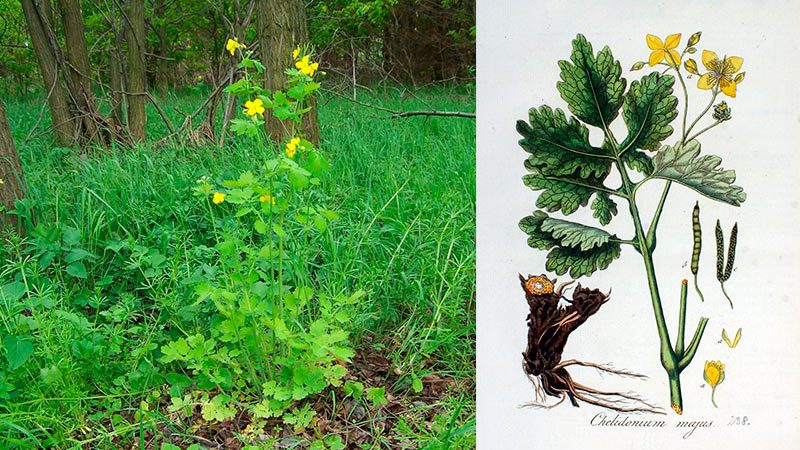 Chelidonium majus L. — Великий чистотіл: користь, застосування та запобіжні заходи