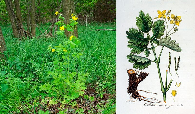 Chelidonium majus L. — Великий чистотіл: користь, застосування та запобіжні заходи