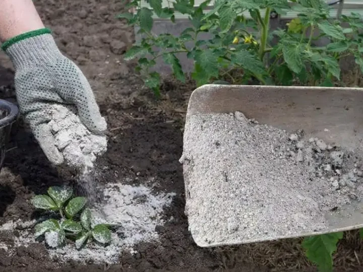 Рослини, які люблять попіл — і ті, яким він шкодить: що потрібно знати перед внесенням