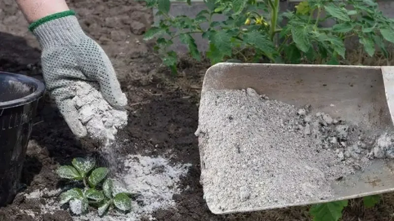 Рослини, які люблять попіл — і ті, яким він шкодить: що потрібно знати перед внесенням