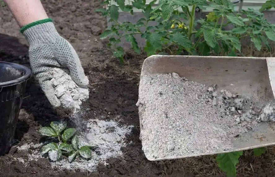 Рослини, які люблять попіл — і ті, яким він шкодить: що потрібно знати перед внесенням