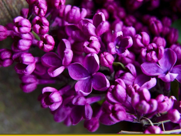 Бузковий цвіт має дуже сильні лікувальні властивості. Встигніть запастись на піку цвітіння