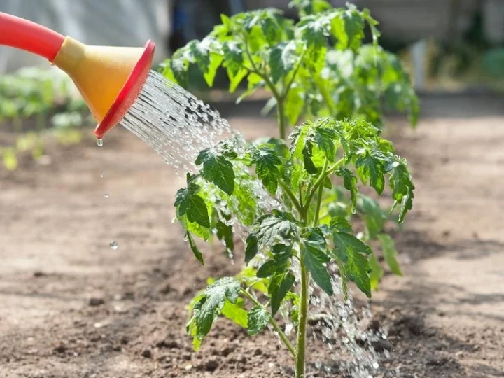 Щоб помідори краще зав’язалися — полийте їх цим розчином із самого початку