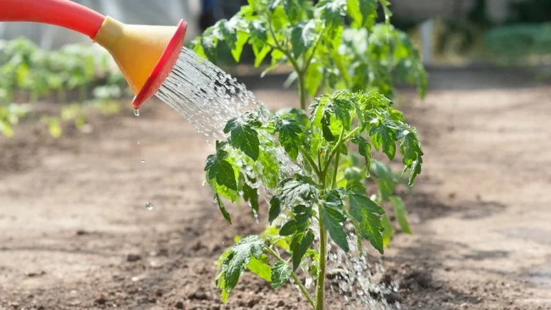 Щоб помідори краще зав’язалися — полийте їх цим розчином із самого початку