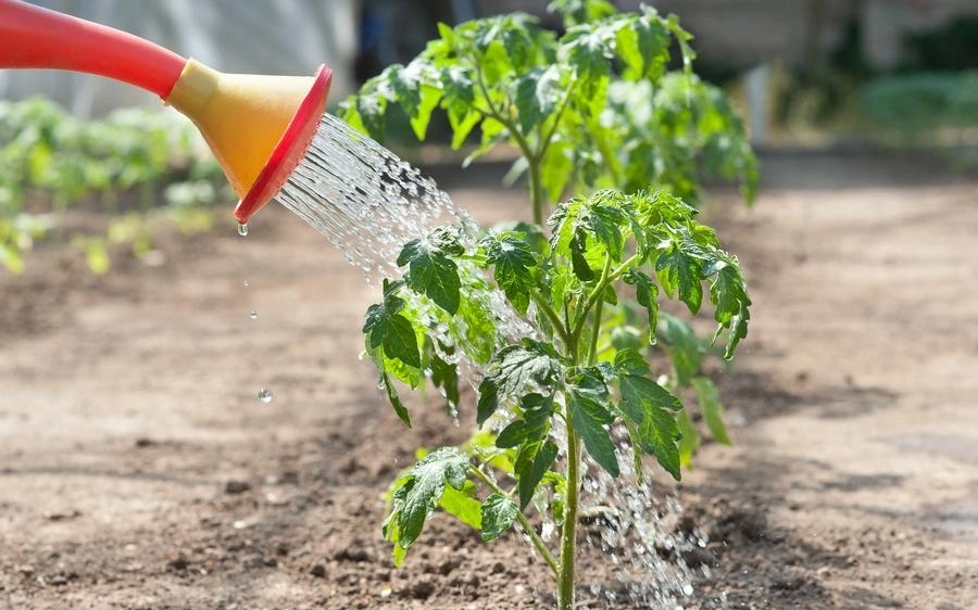 Щоб помідори краще зав’язалися — полийте їх цим розчином із самого початку