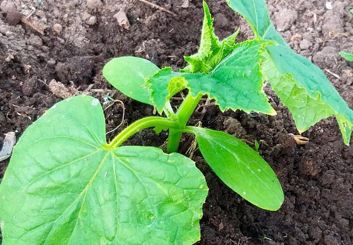 Сприятливі дні для посадки огірків у травні та червні 2026 року