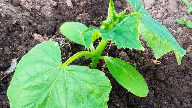 Сприятливі дні для посадки огірків у травні та червні 2026 року