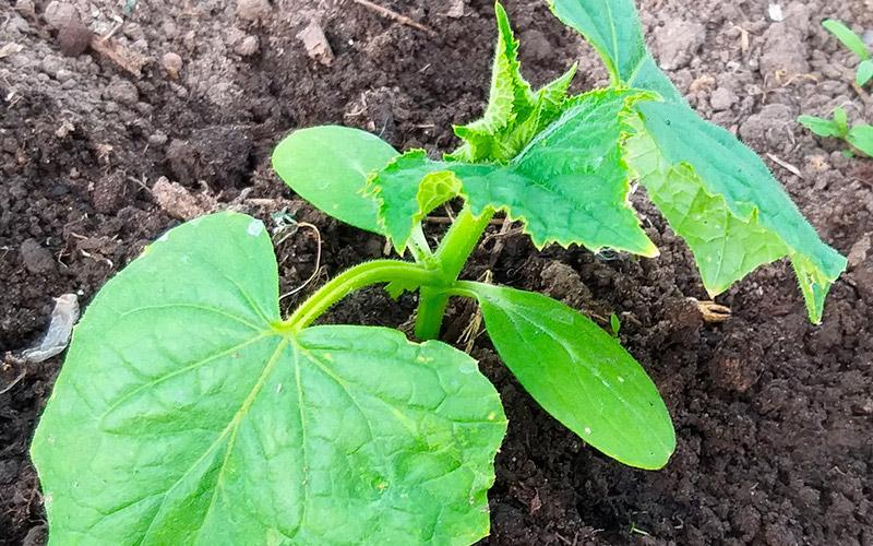 Сприятливі дні для посадки огірків у травні та червні 2026 року