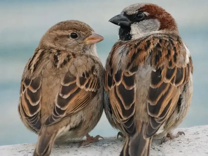 Чому зникають горобці — і чому це проблема, яку недооцінюють