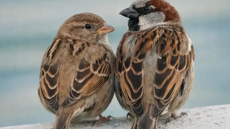 Чому зникають горобці — і чому це проблема, яку недооцінюють