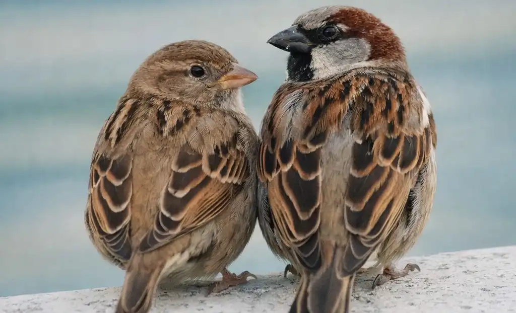 Чому зникають горобці — і чому це проблема, яку недооцінюють