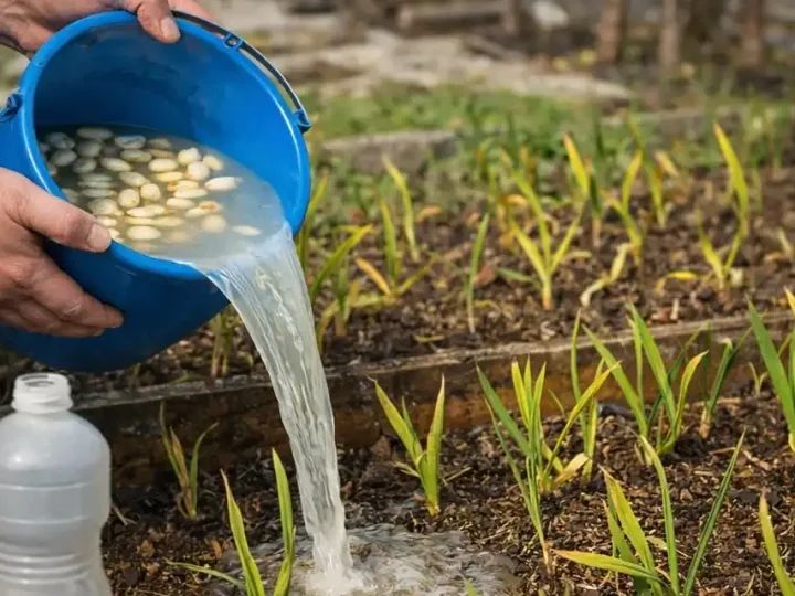 Часник росте як на дріжджах і не жовтіє: як правильно підживлювати