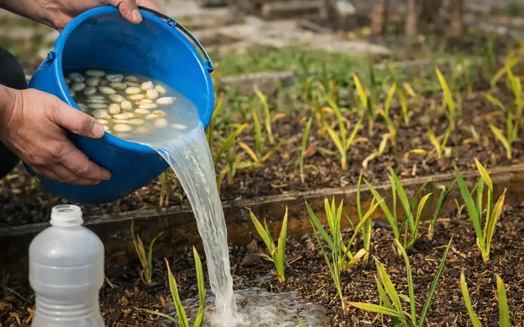 Часник росте як на дріжджах і не жовтіє: як правильно підживлювати