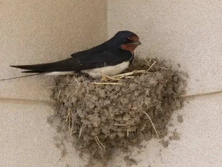 Птахи не просто так в’ють гнізда біля дому: що це означає і на що звернути увагу