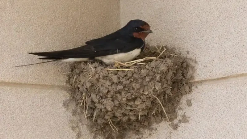 Птахи не просто так в’ють гнізда біля дому: що це означає і на що звернути увагу