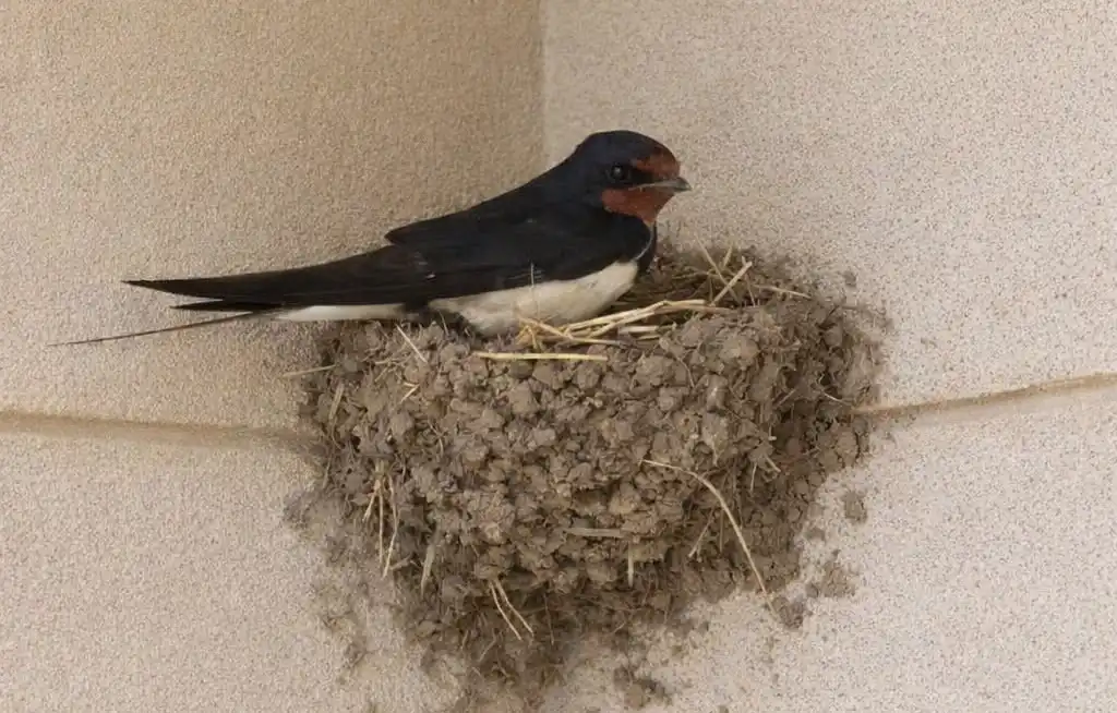 Птахи не просто так в’ють гнізда біля дому: що це означає і на що звернути увагу