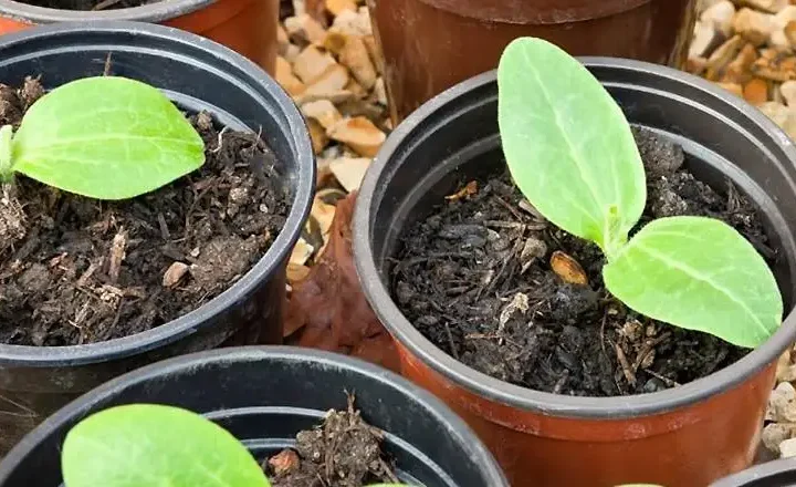 Коли садити кабачки у 2026 році, щоб отримати максимум урожаю