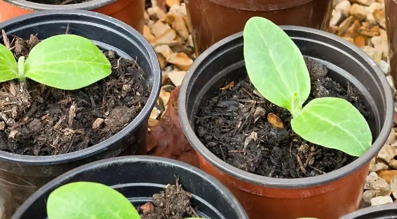 Коли садити кабачки у 2026 році, щоб отримати максимум урожаю