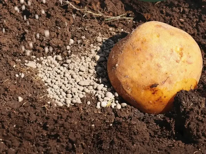 Що додати в лунку під час посадки картоплі, щоб отримати великий урожай