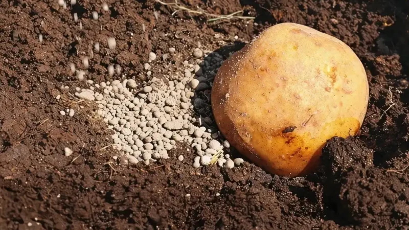 Що додати в лунку під час посадки картоплі, щоб отримати великий урожай