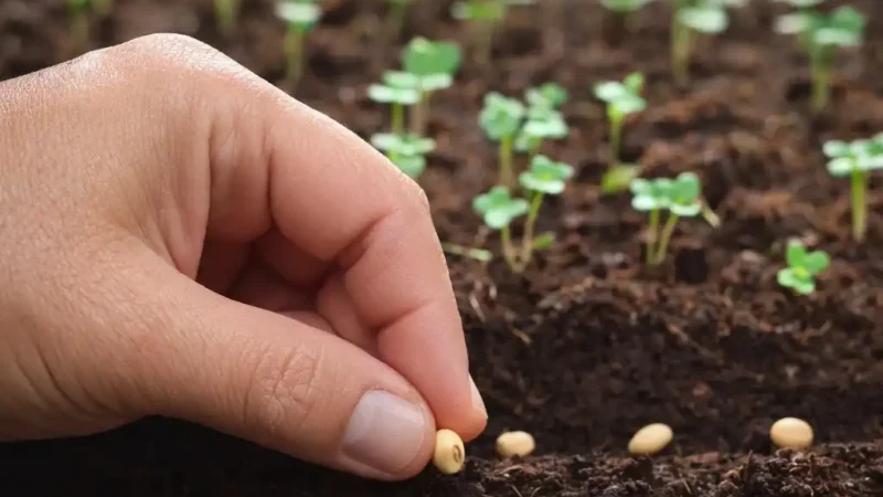 Що варто садити на початку квітня, щоб отримати хороший урожай