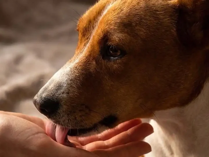 Чому собака облизує руки: що це означає і як правильно реагувати