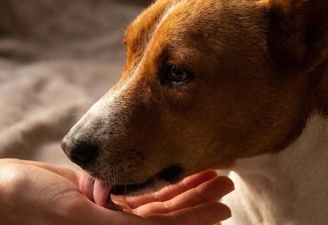 Чому собака облизує руки: що це означає і як правильно реагувати