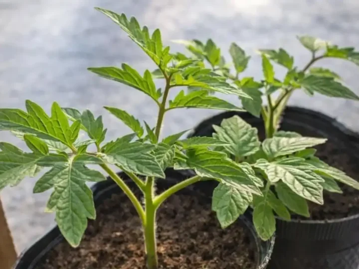 Міцна й кремезна розсада: підживлення, яке зупиняє витягування, але не гальмує ріст