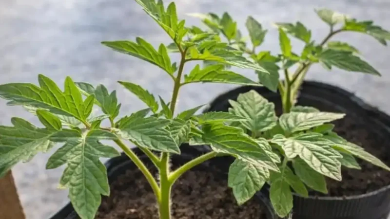 Міцна й кремезна розсада: підживлення, яке зупиняє витягування, але не гальмує ріст